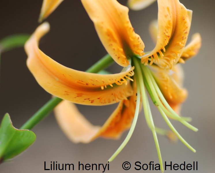 Lilium henryi, orangelilja